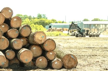 Pulpwood Suppliers in Wisconsin