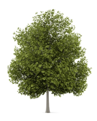 MTE provides quality white ash lumber White Ash Lumber for sale
