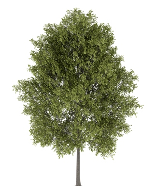 Aspen Wood wood for sale from Wisconsin supplier: fast shipping