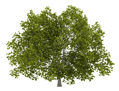 Beech Wood wood for sale from Wisconsin supplier: fast shipping