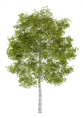 High-Quality Birch Wood Supplier