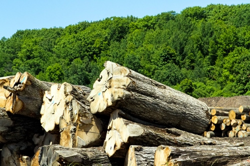 buy sustainable oversized hardwood firewood