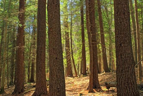 White Ash Lumber for sale
