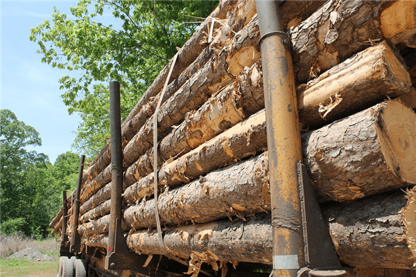 Timber from a Sustainably Managed Forest to be used for Furniture