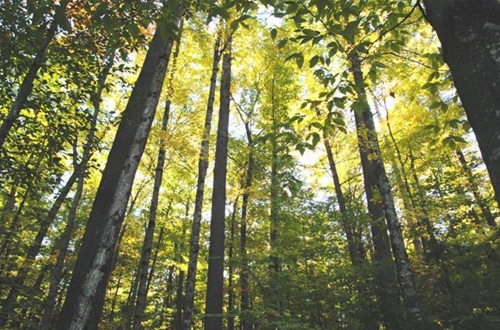Trees of Menominee Forest