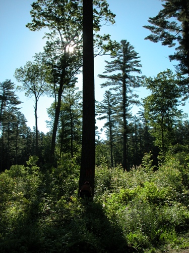 Menominee Forest Trees