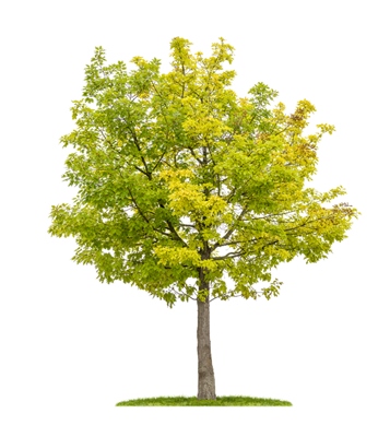 Northern Red Oak Lumber for Sale from WI lumbers