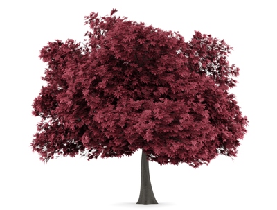 MTE sells lumber from a variety of soft maple species Soft Maple Lumber Supplier