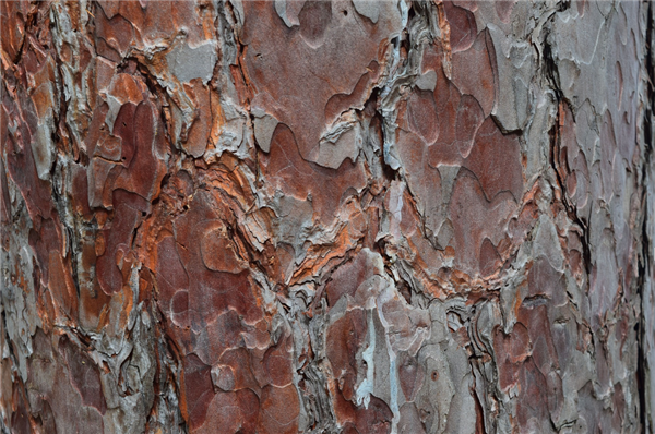 Red Pine Lumber from Wisconsin