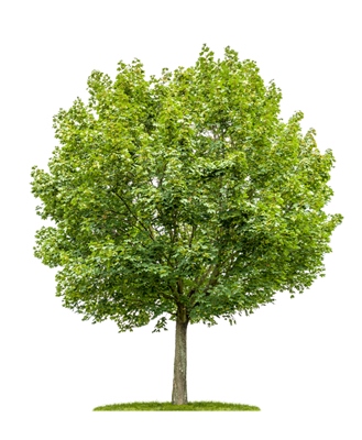 Hard Maple Lumber for Sale in Wisconsin