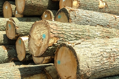 Buy Wholesale United States Beech Wood Logs And Lumber/oak Wood