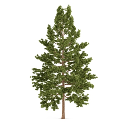 White Pine wood for sale from Wisconsin supplier: fast shipping