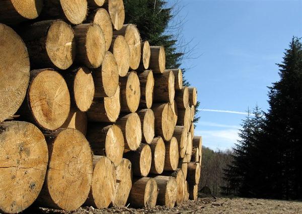 Raw sawlogs for sale in Wisconsin available from MTE